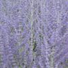 Perovskia Russian Sage for sale online