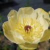 Trollius Cheddar Globeflower for sale online