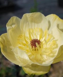 Trollius Cheddar Globeflower for sale online