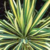 Color Guard Yucca for sale online
