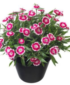 Dianthus Beauties Olivia Bella Carnation for sale online