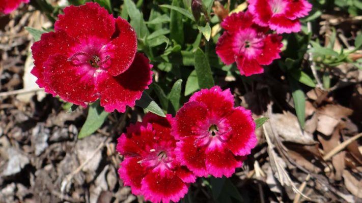 Dianthus Beauties Olivia Cherry Carnation for sale online