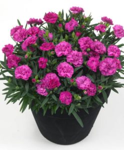 Dianthus Sunflor Faganza Carnation for sale online