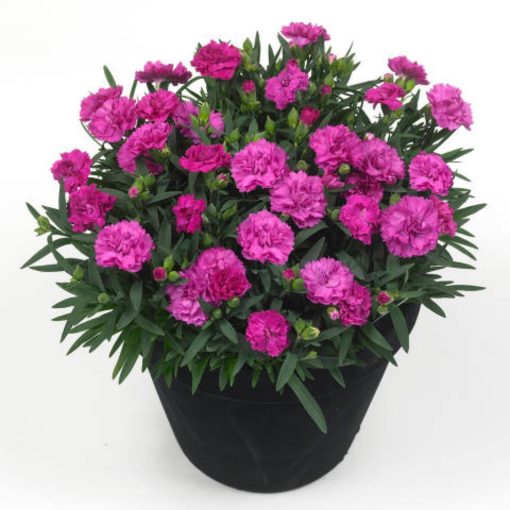 Dianthus Sunflor Faganza Carnation for sale online
