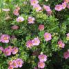 potentilla pink beauty for sale online