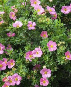potentilla pink beauty for sale online