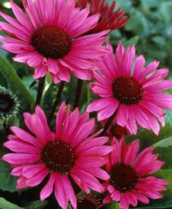 Echinacea Fatal Attraction Coneflower for sale online