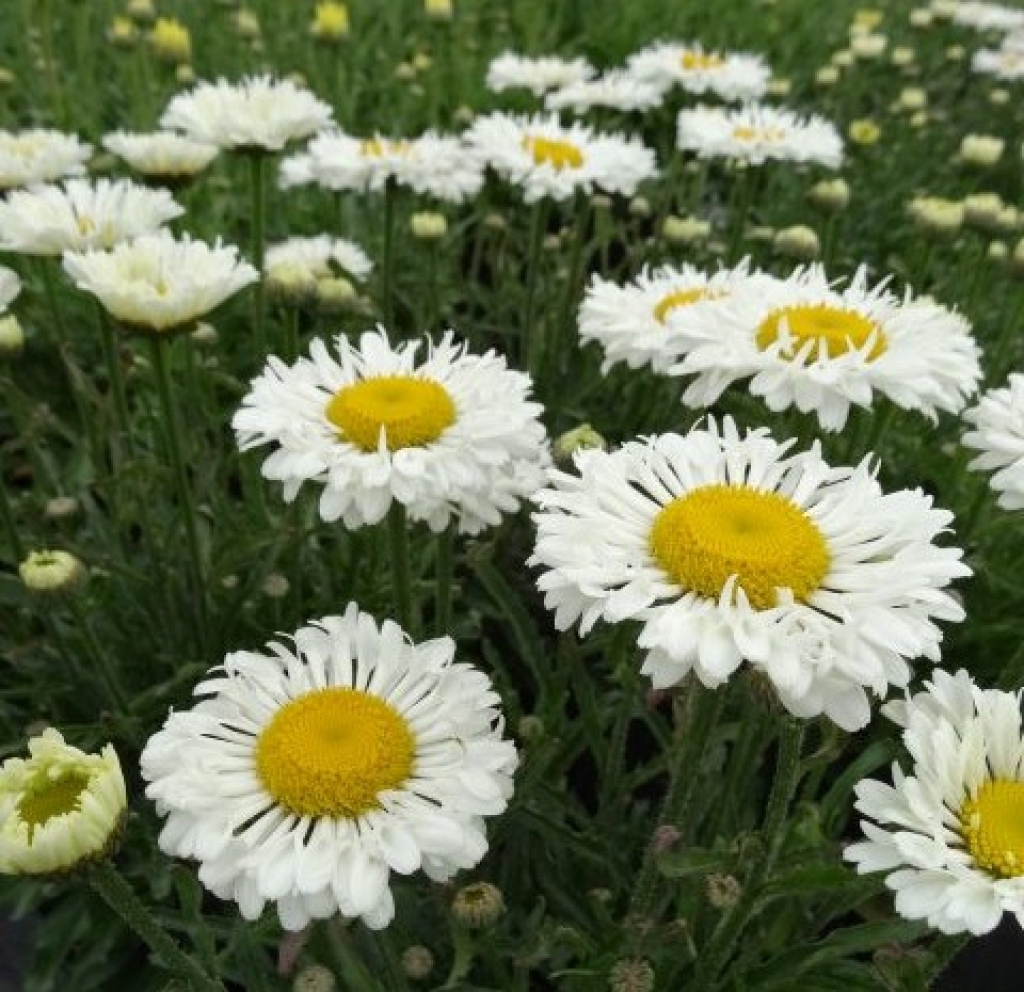 Real Neat Shasta Daisy for sale online